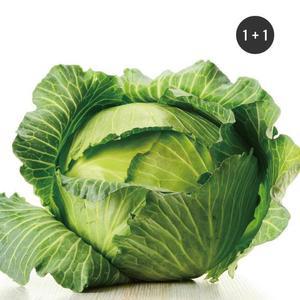 [초록한입] 국내산 유기농 양배추 1.5kg (1+1/총3kg)