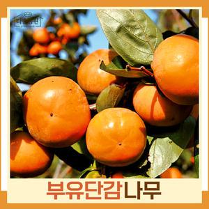 감나무(부유단감) 접목1년 뿌리묘 묘목 (1주) 다승농원