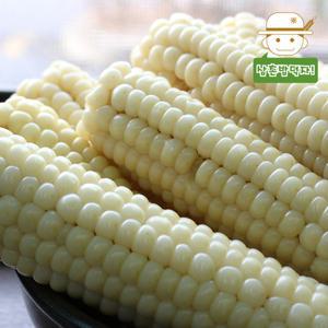 [롯데백화점]삼촌밥먹자 쫀득함 그대로 살아있는 괴산 급냉 대학 찰 옥수수(하) 21개