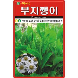 아람종묘 부지깽이 씨앗 100립 섬쑥부쟁이 부지깽이씨 약초 종자