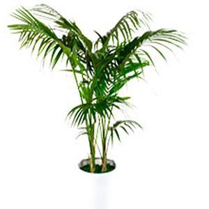 켄차야자/겐차야자/kentia palm/야자수/1.2m/중형/공기정화식물/플랜테리어