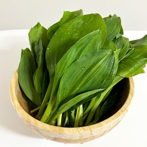 울릉허브 생 명이나물 울릉도 명이 생채 산마늘잎 1kg