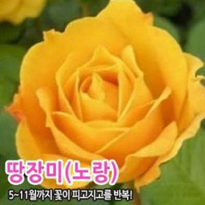 조경수 묘목 땅장미 사계땅장미(노랑) 장미  ND132