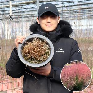 핑크뮬리 모종 8치화분묘 대품 억새 정원수 야생화 다년생 갈대 가을꽃