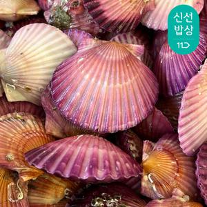 [품질보장]이순신수산 통영 홍가리비 3kg [60-96미]