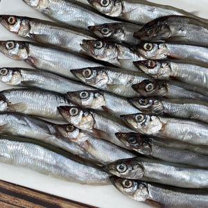 대왕 열빙어 1kg 50미내외 캐나다산 냉동열빙어 시사모 암수랜덤 수율80%내외