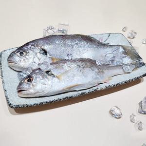 국내산 백조기 1kg 4~7미 내외 냉동 생물 조기
