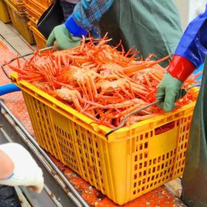 포항 자숙 연지 홍게 3kg 9-12미 수율70% 내외