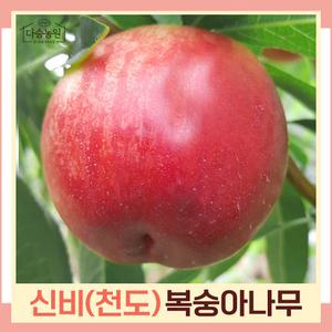 천도복숭아(신비) 접목1년 뿌리묘 나무 묘목 (1주) 다승농원