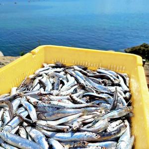 손질 생 멸치 500g