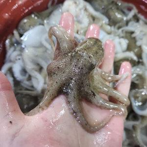 통통하고 깨끗한 활쭈꾸미 1kg