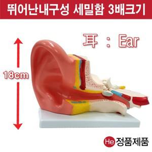 귀모형 3배확대모형  9002JP 인체모형 사람인체구조 아나토미 뇌구조 대뇌 위모형 간모형 뇌모형 두개골 척