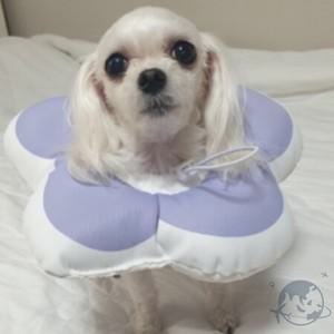 VEDANA 강아지 넥카라 퍼플 M 강아지깔때기 강아지목카라 강아지넥칼라