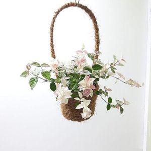 초설마삭줄(중) 인테리어 실내공기정화 식물 마바구니 마삭줄
