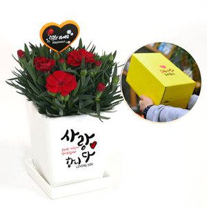 어버이날 생화카네이션 화분 공기정화식물