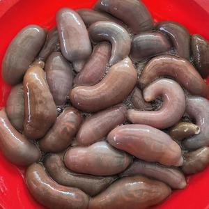통통한 자연산 생 개불 280g 내외 10미 참개불 개불회 게불