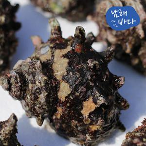 [남해바다] 뿔소라 1kg