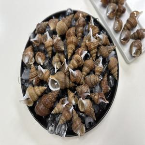 당일조업 국내산 동해안 활 살고동 1kg