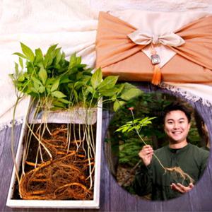 산양산삼 산양삼 파삼 장뇌삼 7년근 12뿌리