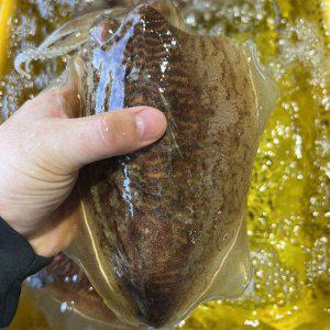 국내산 신선급냉 생물 손질 대왕 갑오징어 특대 1kg 2-4미
