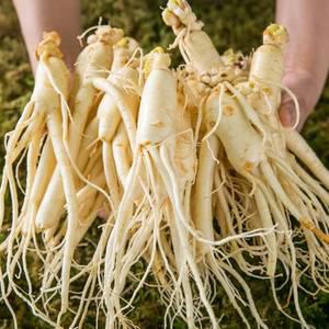 세척인삼 4~5년근 수삼 난발삼 소 300g