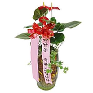 [MENPYLXX_52FE]안시리움 개업 꽃배달
