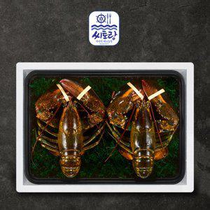 [씨토랑]프리미엄 활랍스터세트 라지 2미 3.0kg/마리당 1.4-1.6kg