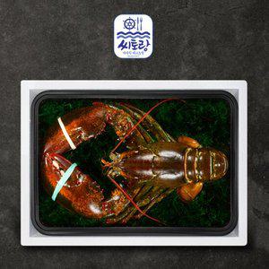 [씨토랑]프리미엄 점보 활랍스터세트 1미 2.0kg/마리당 1.8-2.2kg