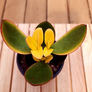 염좌금 키우기 쉬운 황금염좌 크라슐라 속 염자 다육