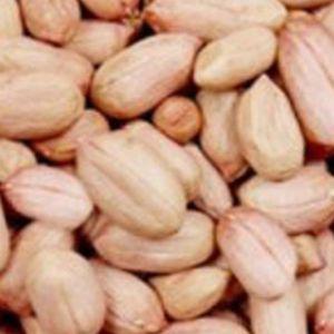 씨앗 500g 콩류 국산 열매 품종 곡물 식물 종묘사 종자 땅콩