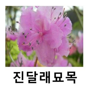 진달래나무 묘목 키60cm 포트묘 3개묶음