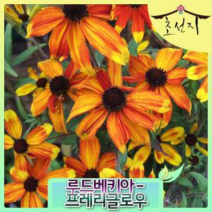 [초선지] 루드베키아 6치포트 프레리 글로우