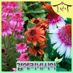 [초선지] 겹에키네시아 6치 슬릿 스트로베리앤크림