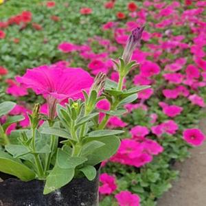 페튜니아 Petunia 페추니아  30포트분 꽃모종 판매시기확인바람