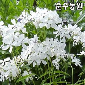 차가프록스 모종, 화이트퍼퓸 10cm포트 5개/후록스/풀협죽도/야생화/다년초/여름꽃