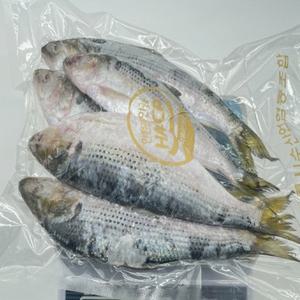 국내산 냉동 전어 1kg