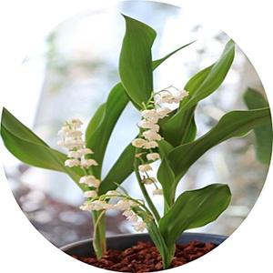 독일은방울꽃/콘발라리아/Convallaria/야생화/취미/화단/꽃화분/특색식물
