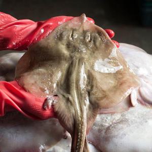 국내산 연안 급냉 간재미 1kg