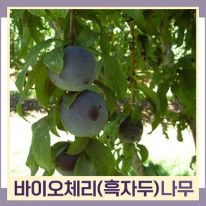 흑자두(바이오체리) 접목1년 뿌리묘 나무 묘목 (3주묶음) 다승농원
