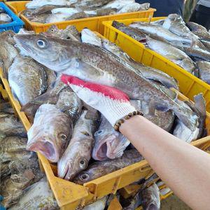 당일조업 주문진 생물 대구 3kg (6미 내외) 대구탕