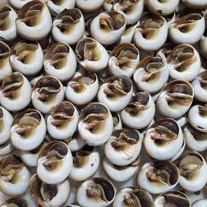 냉동 자숙 통골뱅이 2kg 완제품(50미내외)34000원 골뱅이탕.포장마차.업소.간단한조리3~4분요리