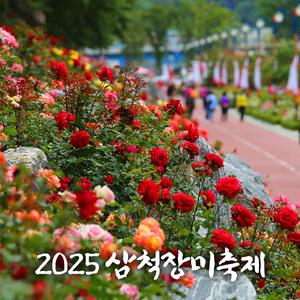 |강원| 2025 삼척 장미축제+묵호(도째비골/등대/논골담길)+정동진 모래시계공원 당일여행 / 서울경기出