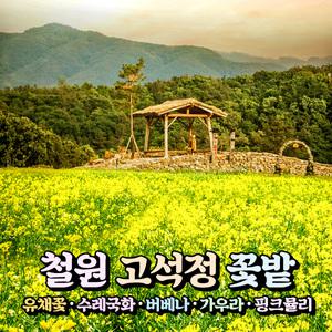 [강원] 철원 고석정 꽃밭(유채꽃)+한탄강 주상절리길/하늘다리+경기 포천 비둘기낭 당일여행 / 서울경기出