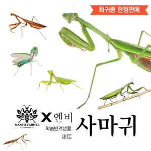 엔비 nb 사마귀 키우기 사육 세트 애완 곤충 분양 초등학교 체험 학습