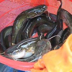 국내산 메기 2kg 민물메기 매운탕