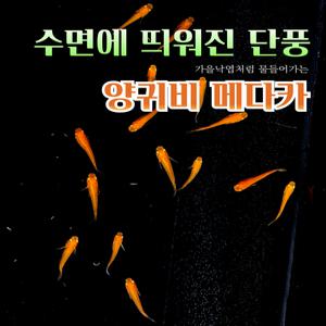 양귀비 메다카