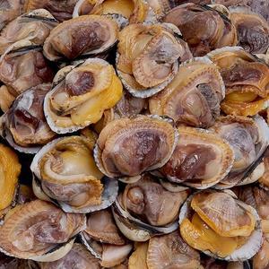 당일조업 산지직송) 국내산 남해안 청정 새꼬막 3kg  (360미 이상)