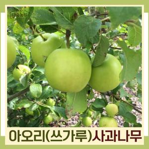 사과(아오리/쓰가루) 이중접목1년 뿌리묘 나무 묘목 (1주) 다승농원