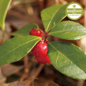 윈터그린 에센셜 오일 Wintergreen Oil다용도 다용도 아로마 천연