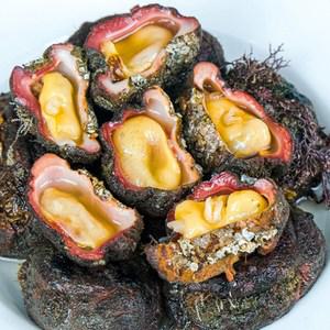 [오늘의바다] 돌멍게 1kg